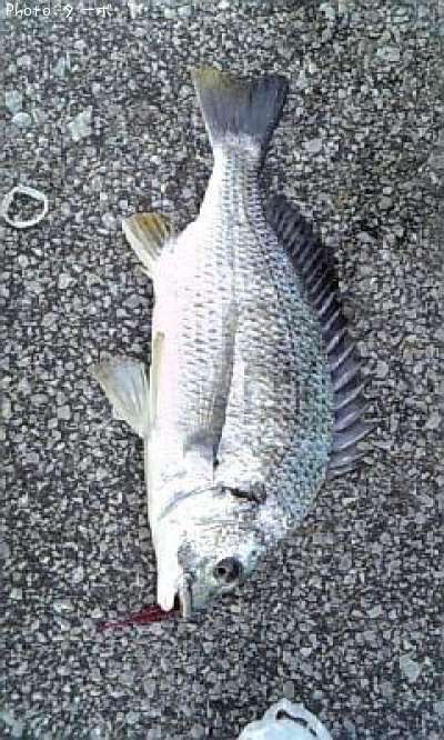 ���ӥ����