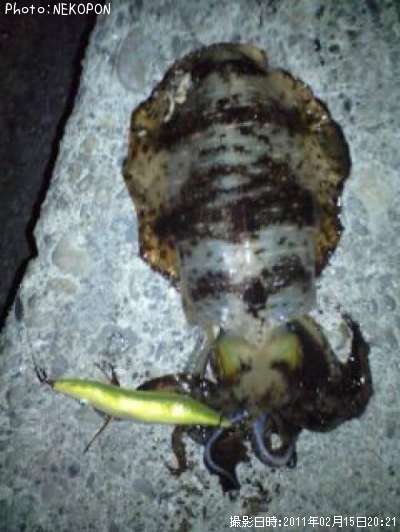 �����ꥤ��