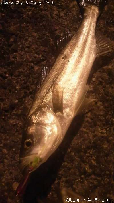 �����Ф���ʡ��١��ˡݡ�