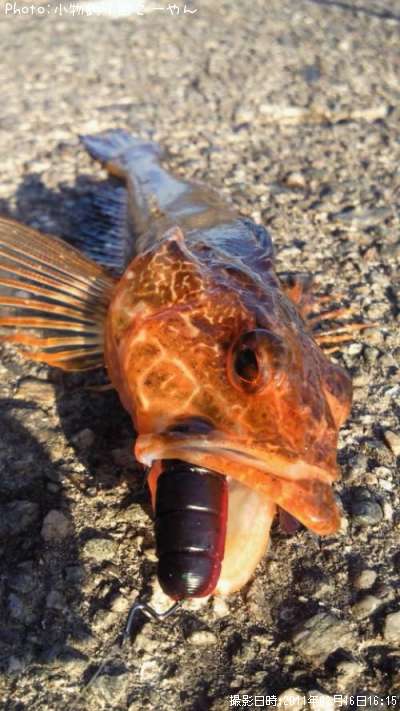 ���ϥ���