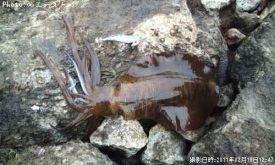 �����ꥤ��