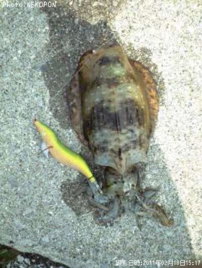 �����ꥤ��