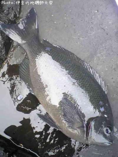 �����᥸��