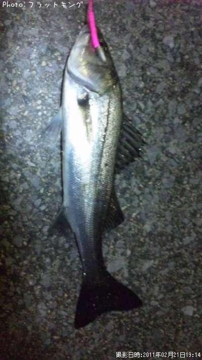 �����Х�