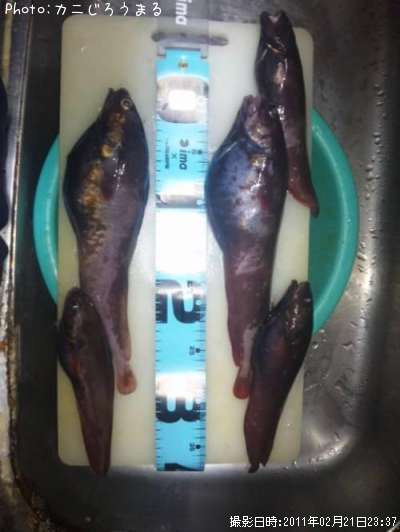 �������������ʥ�