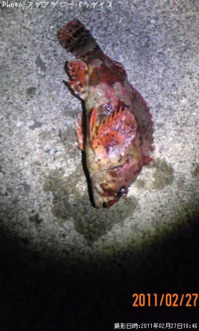 �������Х�