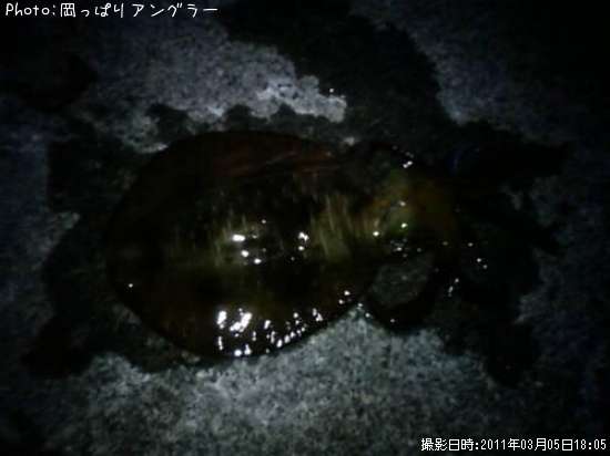 �����ꥤ��