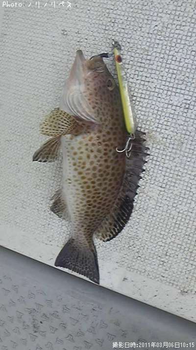 �����ϥ�