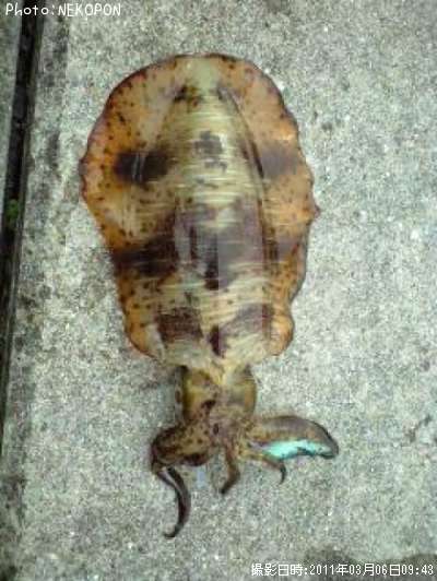 �����ꥤ��