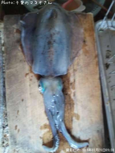 �����ꥤ��