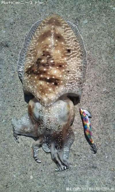 ���֥��ߡʥ���������