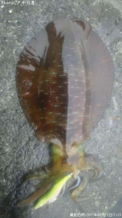 �����ꥤ��