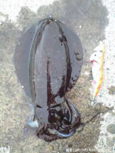 �����ꥤ��