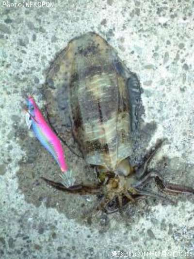 �����ꥤ��