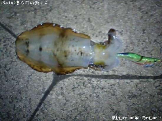 �����ꥤ��