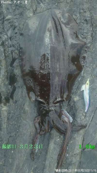 �����ꥤ��