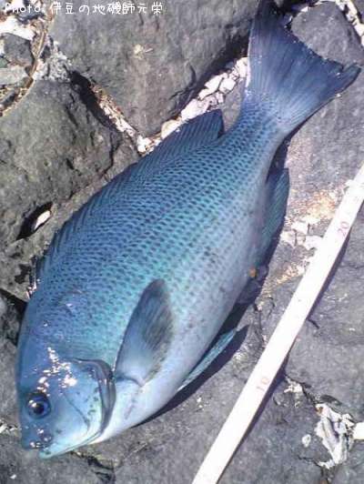 �����᥸��