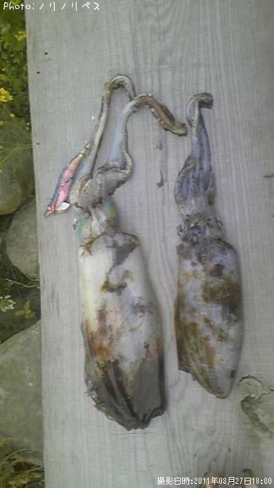 �����ꥤ��