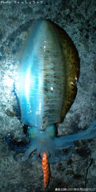 �����ꥤ��