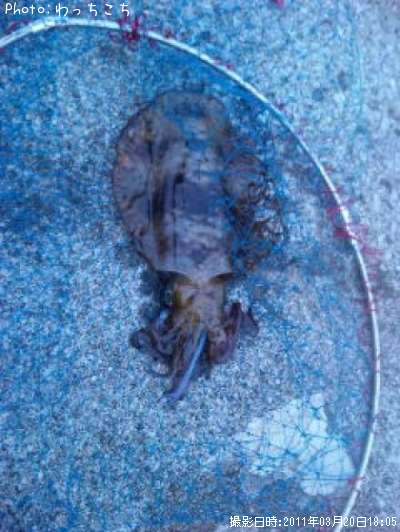 �����ꥤ��