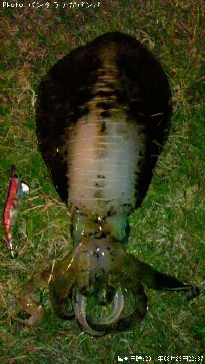 �����ꥤ��