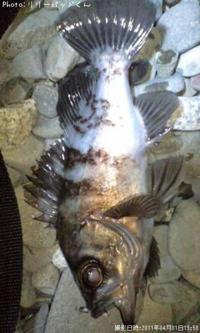 ��Х����