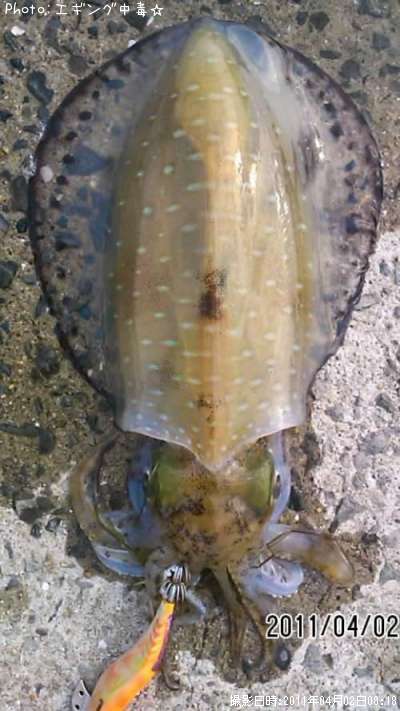 �����ꥤ��