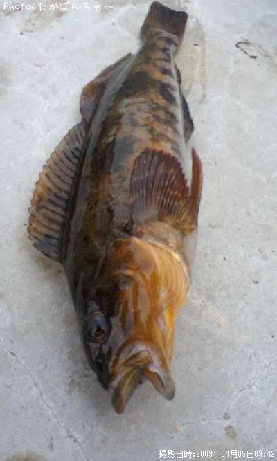 �����ʥ�