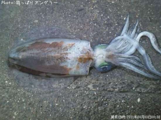 �����ꥤ��