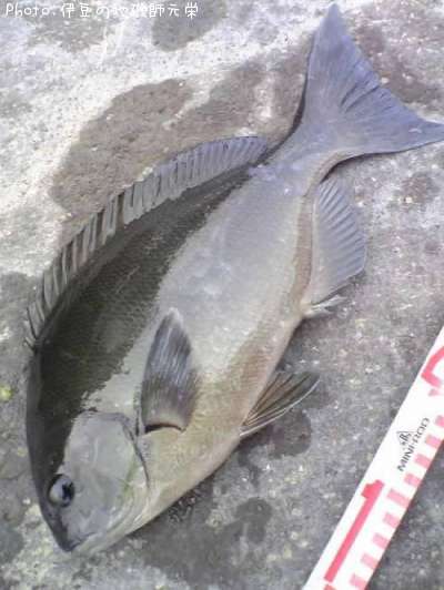 ��Ĺ�᥸��