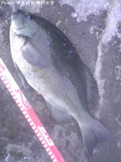 �����᥸��