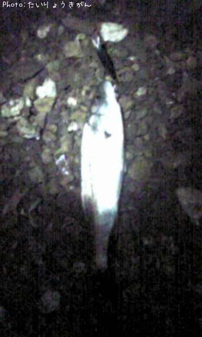 �����Х�