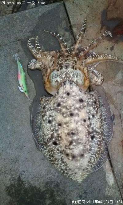 ���֥���