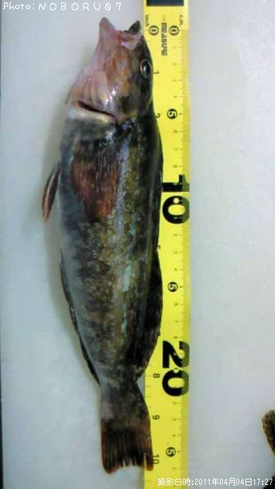 �����ʥ�