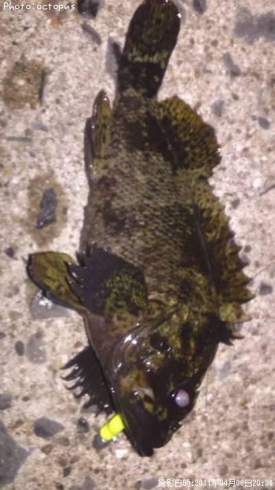 ��饽��