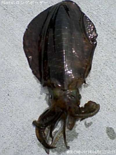 �����ꥤ��