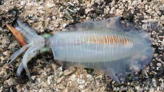 �����ꥤ��