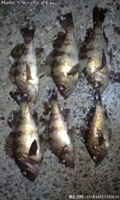 ��Х����