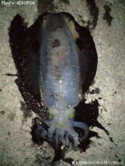 �����ꥤ��