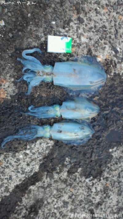 �����ꥤ��