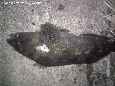 �����ʥ�