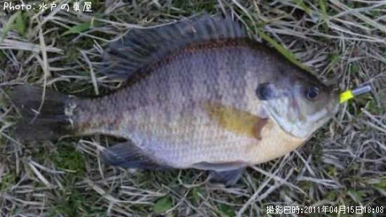 ø���Х�ʾС�