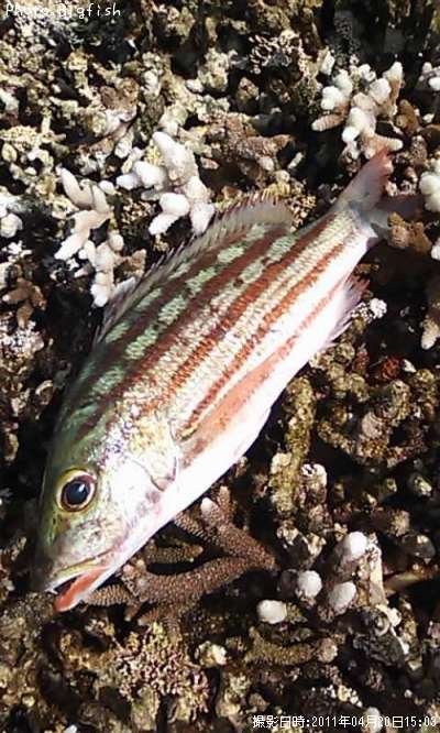 ���ߥ�ե�����