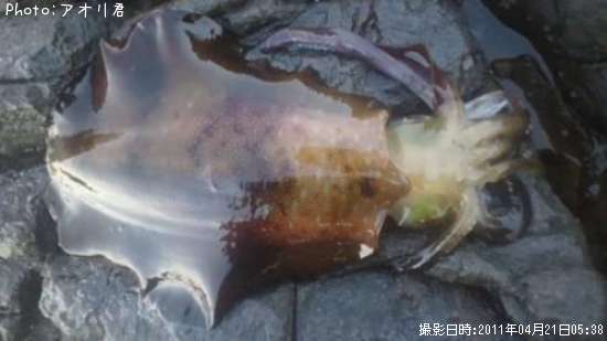 �����ꥤ��