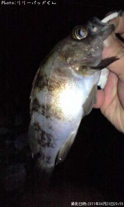 ��Х����