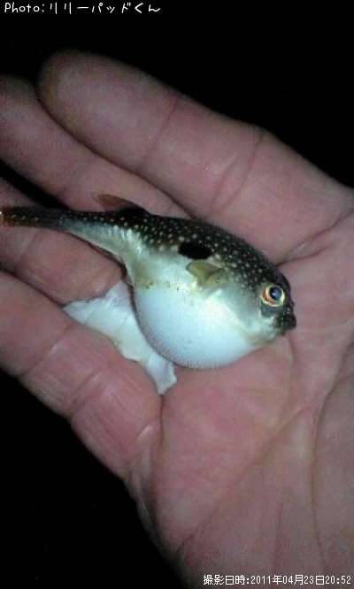 �����ե���