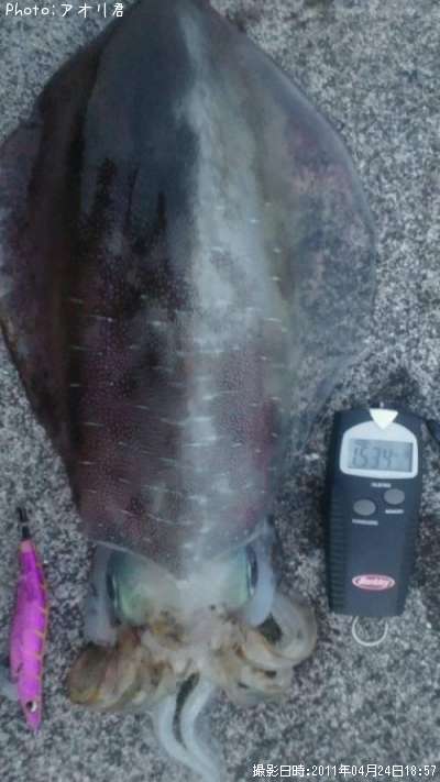 �����ꥤ��