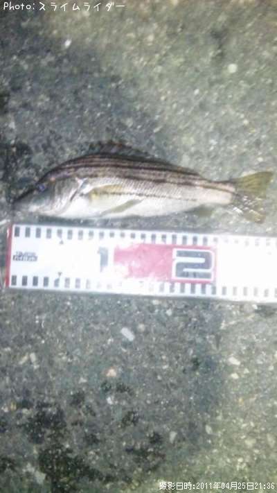 ���ޥ�����