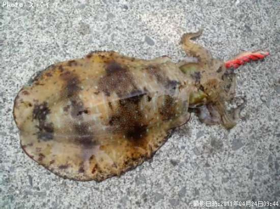 �����ꥤ��