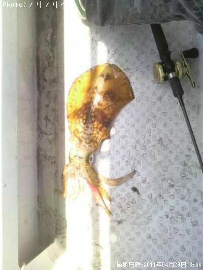 �����ꥤ��